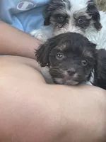 Maggie, a female Cockapoo for sale in Scranton, AR – 2 of 3