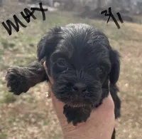 Max , a male Cockapoo for sale in Scranton, AR – Photo 2 of 3