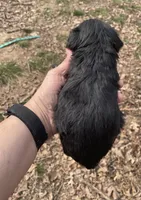 Max , a male Cockapoo for sale in Scranton, AR – Photo 3 of 3