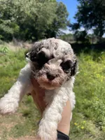 Jack, a male Cockapoo for sale in Scranton, AR – 3 of 3