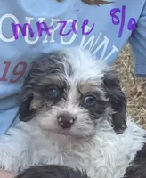 Maizie, a female Cockapoo for sale in Scranton, AR – 2 of 5