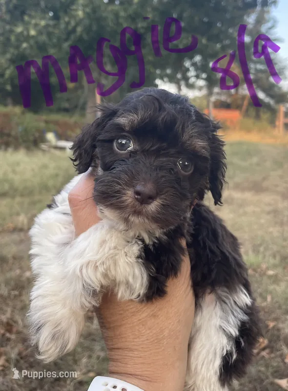 Maggie – Cockapoo puppy for sale in Scranton, AR
