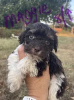 Maggie, a female Cockapoo for sale in Scranton, AR – 1 of 3