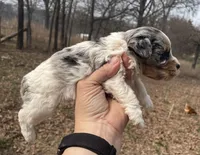 Marble, a female Cockapoo for sale in Scranton, AR – Photo 2 of 4