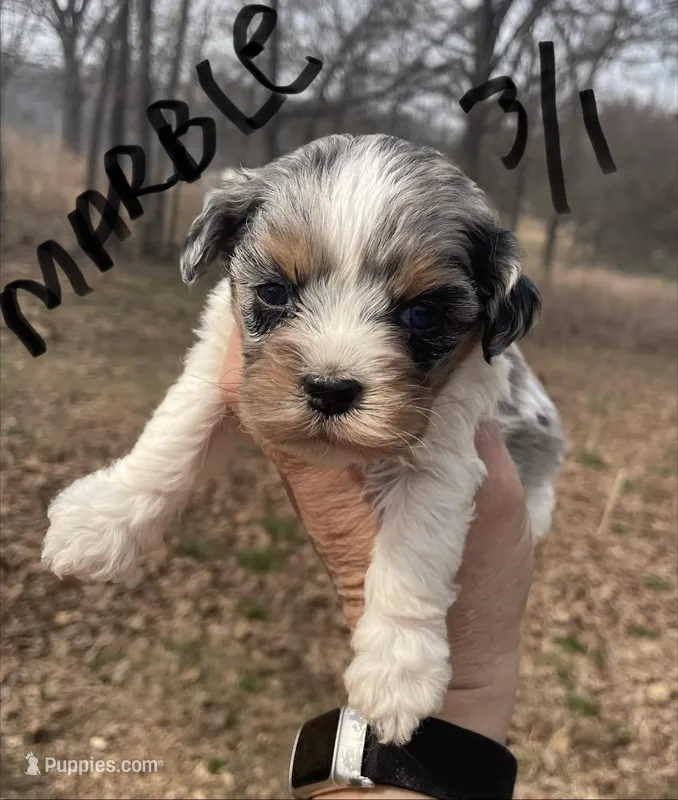 Marble, a female Cockapoo for sale in Scranton, AR – Photo 1 of 4