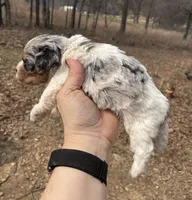 Marble, a female Cockapoo for sale in Scranton, AR – Photo 3 of 4