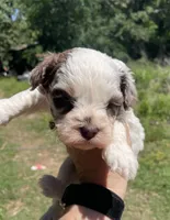 Jill, a female Cockapoo for sale in Scranton, AR – 1 of 3