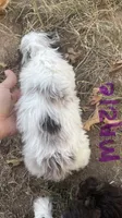 Maizie, a female Cockapoo for sale in Scranton, AR – 3 of 5