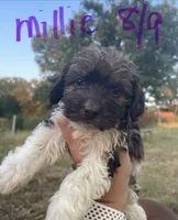 Millie, a female Cockapoo for sale in Scranton, AR – 2 of 3