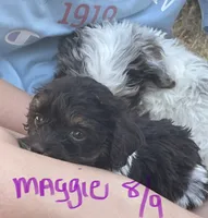 Maggie, a female Cockapoo for sale in Scranton, AR – 3 of 3