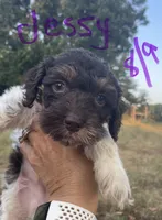 Jessy, a male Cockapoo for sale in Scranton, AR – 2 of 4