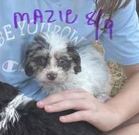 Maizie, a female Cockapoo for sale in Scranton, AR – 4 of 5