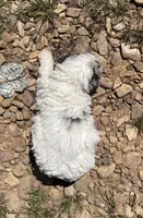 Jack, a male Cockapoo for sale in Scranton, AR – 2 of 3