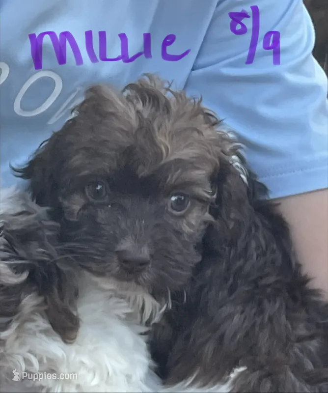 Millie – Cockapoo puppy for sale in Scranton, AR