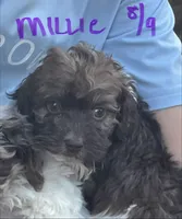 Millie, a female Cockapoo for sale in Scranton, AR – 1 of 3