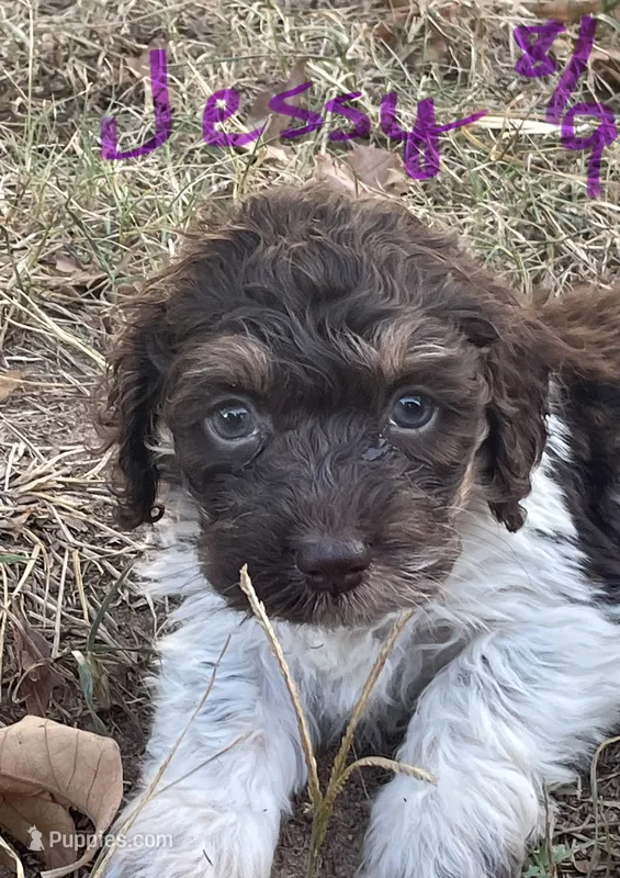 Jessy – Cockapoo puppy for sale in Scranton, AR