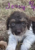 Jessy, a male Cockapoo for sale in Scranton, AR – 1 of 4