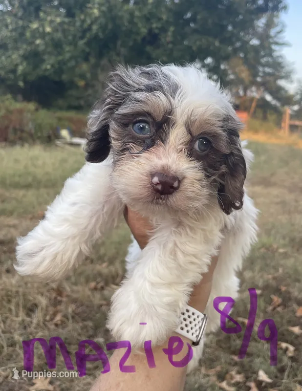 Maizie – Cockapoo puppy for sale in Scranton, AR