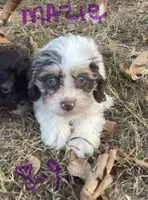 Maizie, a female Cockapoo for sale in Scranton, AR – 5 of 5