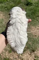 Jill, a female Cockapoo for sale in Scranton, AR – 2 of 3