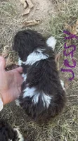 Jessy, a male Cockapoo for sale in Scranton, AR – 4 of 4