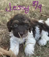 Jessy, a male Cockapoo for sale in Scranton, AR – 3 of 4