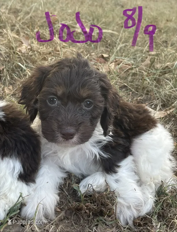 Jojo – Cockapoo puppy for sale in Scranton, AR