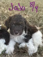 Jojo, a male Cockapoo for sale in Scranton, AR – 1 of 4