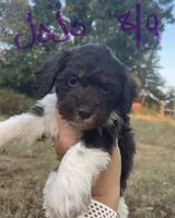 Jojo, a male Cockapoo for sale in Scranton, AR – 2 of 4