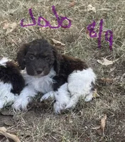 Jojo, a male Cockapoo for sale in Scranton, AR – 4 of 4