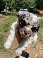 Jack, a male Cockapoo for sale in Scranton, AR – 1 of 3