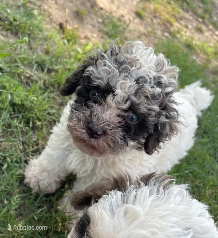 Jack – Cockapoo puppy for sale in Scranton, AR