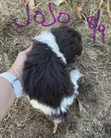 Jojo, a male Cockapoo for sale in Scranton, AR – 3 of 4