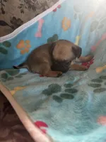 Lola, a female Pug and Yorkshire Terrier for sale in Shepherd, MI – 2 of 3