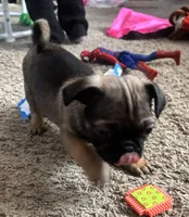 Stitch, a male Pug and Yorkshire Terrier for sale in Shepherd, MI – Photo 3 of 3