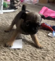 Stitch, a male Pug and Yorkshire Terrier for sale in Shepherd, MI – Photo 1 of 3