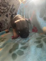 Square, a male Pug and Yorkshire Terrier for sale in Shepherd, MI – 3 of 3