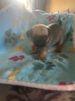 Lola, a female Pug and Yorkshire Terrier for sale in Shepherd, MI – 3 of 3