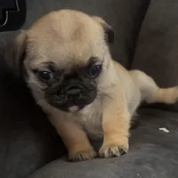 Bingo, a male Pug and Yorkshire Terrier for sale in Shepherd, MI – Photo 1 of 3