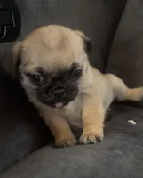 Bingo, a male Pug and Yorkshire Terrier for sale in Shepherd, MI – Photo 1 of 3