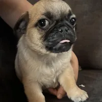 Bingo, a male Pug and Yorkshire Terrier for sale in Shepherd, MI – Photo 2 of 3