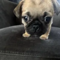 Bingo, a male Pug and Yorkshire Terrier for sale in Shepherd, MI – Photo 3 of 3