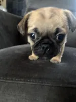 Bingo, a male Pug and Yorkshire Terrier for sale in Shepherd, MI – Photo 3 of 3