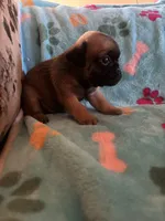 Tiny, a male Pug and Yorkshire Terrier for sale in Shepherd, MI – 2 of 2