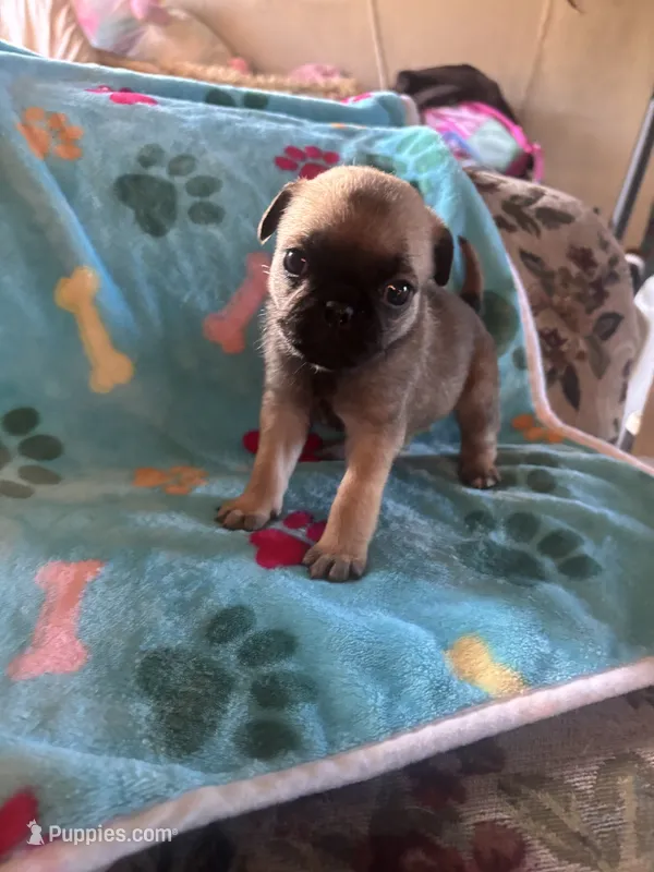 Aqua – Pug, Yorkshire Terrier puppy for sale in Shepherd, MI