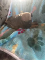 Teddy, a male Pug and Yorkshire Terrier for sale in Shepherd, MI – 2 of 2