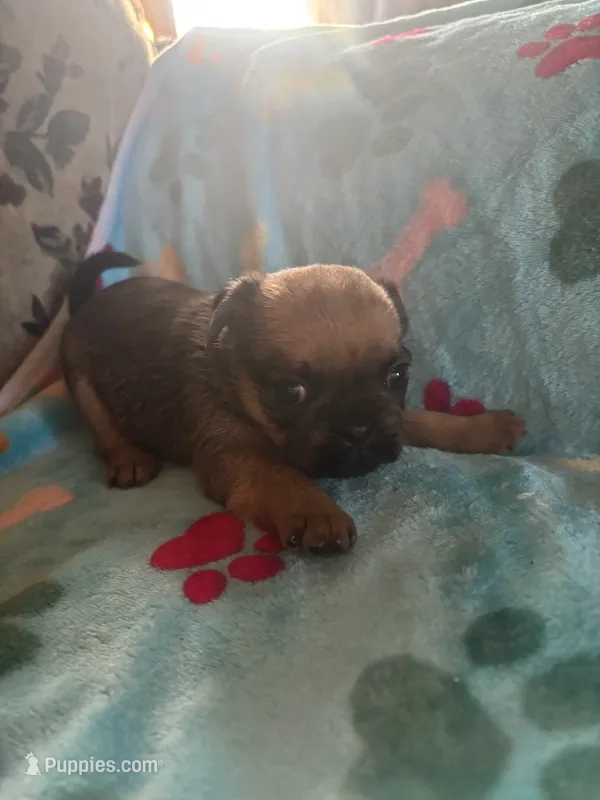 Diva – Pug, Yorkshire Terrier puppy for sale in Shepherd, MI