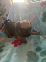 Diva, a female Pug and Yorkshire Terrier for sale in Shepherd, MI – 1 of 3