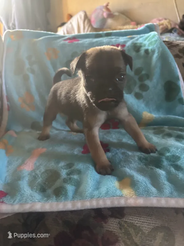 Square – Pug, Yorkshire Terrier puppy for sale in Shepherd, MI