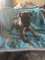 Square, a male Pug and Yorkshire Terrier for sale in Shepherd, MI – 1 of 3
